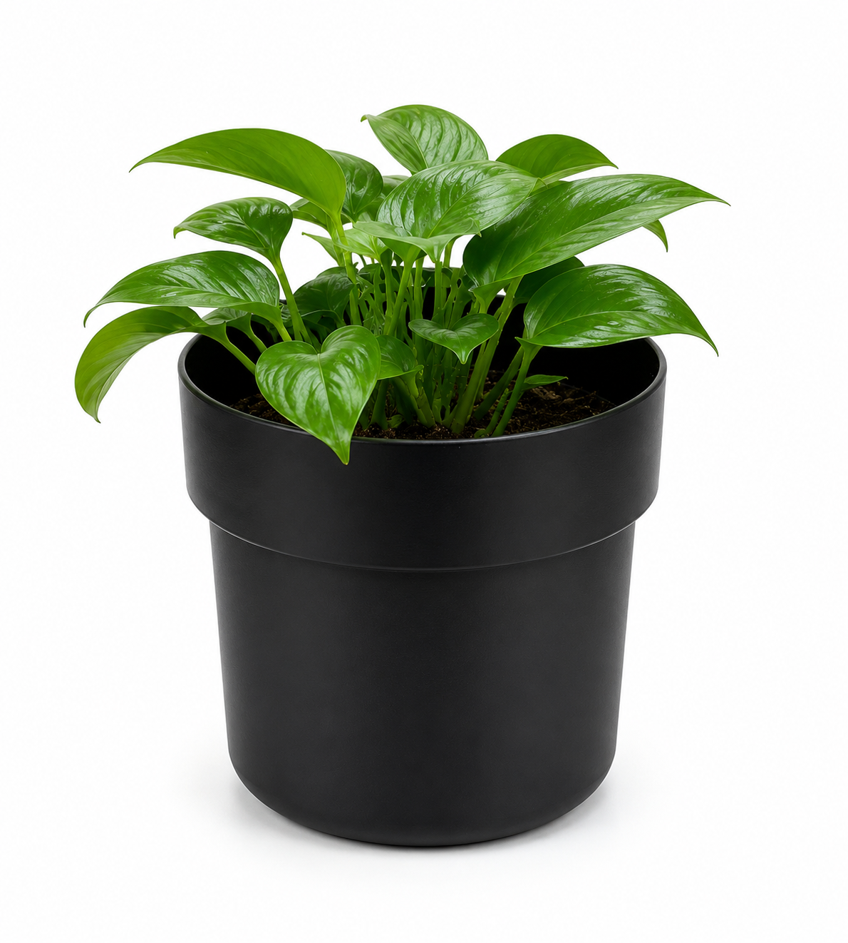 VASO CASSAFORTE SPIA