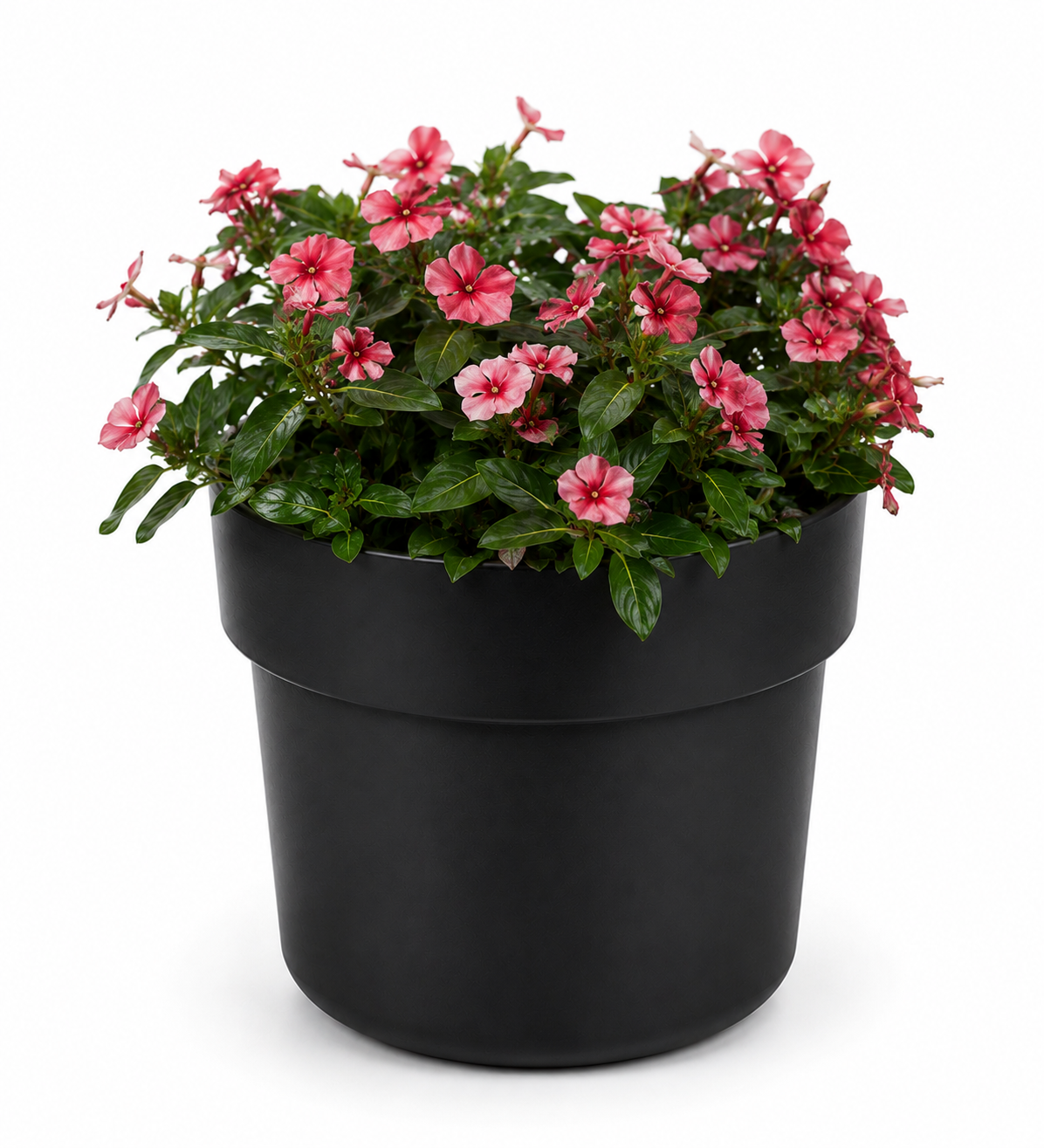 VASO CASSAFORTE SPIA